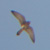 Grillaio, Falco naumanni